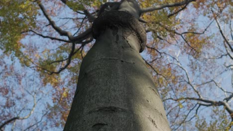 Dosel-De-árboles-Desde-Abajo-Vista-De-Las-Copas-De-Los-árboles-Durante-Un-Día-De-Otoño