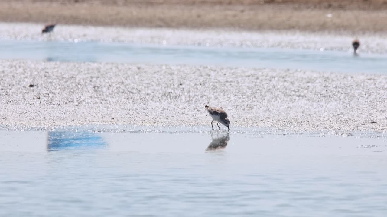 Feeding during a bright and sunny day at a salt flat, Spoon-billed Sandpiper Calidris pygmaea, Thailand