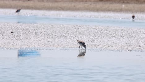 Feeding-during-a-bright-and-sunny-day-at-a-salt-flat,-Spoon-billed-Sandpiper-Calidris-pygmaea,-Thailand