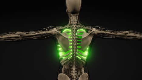 examen radiológico de los pulmones humanos