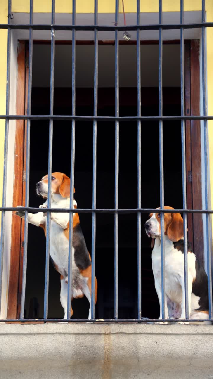 Dos perros están de pie detrás de barrotes de hierro en una ventana, mirando desde un interior oscuro hacia la calle. Disparo vertical.