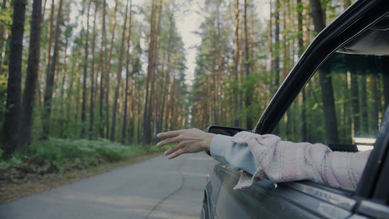 Road Trip through the Forest