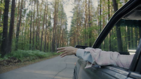 road trip through the forest