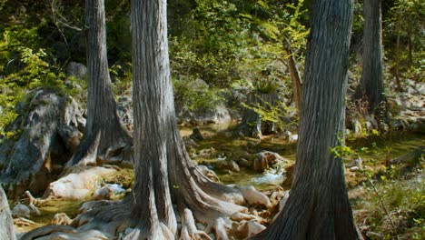 Cypress-trees-growing-in-a-forest-creek-on-a-beautiful-day