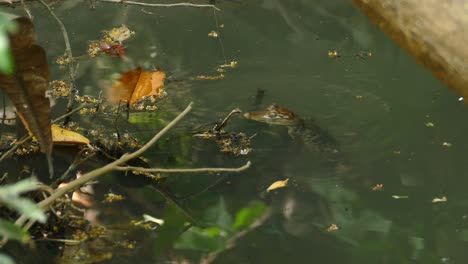 Caimán-De-Anteojos,-Caiman-Crocodilus,-Panamá