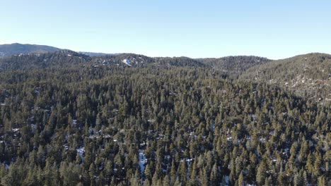 Copas-De-Los-árboles-Del-Bosque-Nevado-Al-Aire-Libre