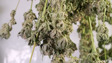 tiro de carro de secado de plantas de cannabis en una tienda de cultivo
