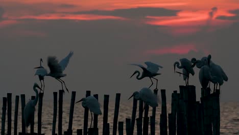 The-Great-Egret,-also-known-as-the-Common-Egret-or-the-Large-Egret