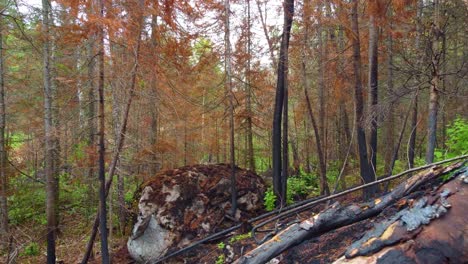 Wandern-Im-Nassen-Boden,-Baumwald,-POV,-Winterherbst,-Außerhalb-Von-Toronto,-Kanada