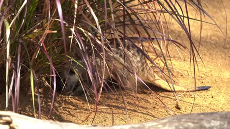 pequeña suricata, suricata suricatta en la naturaleza, constantemente a alta velocidad cavando agujeros en el suelo, primer plano