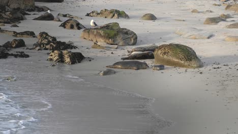 Temporada-De-Cría-De-Focas-En-Hopkins-Beach-En-Monterey,-California