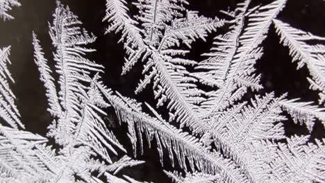 the leaves of the pine trees covered with snow