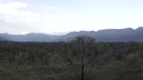 Pantanal-after-fire-resilience-plant-recovery,-with-a-mountain-range-being-revealed-on-the-background