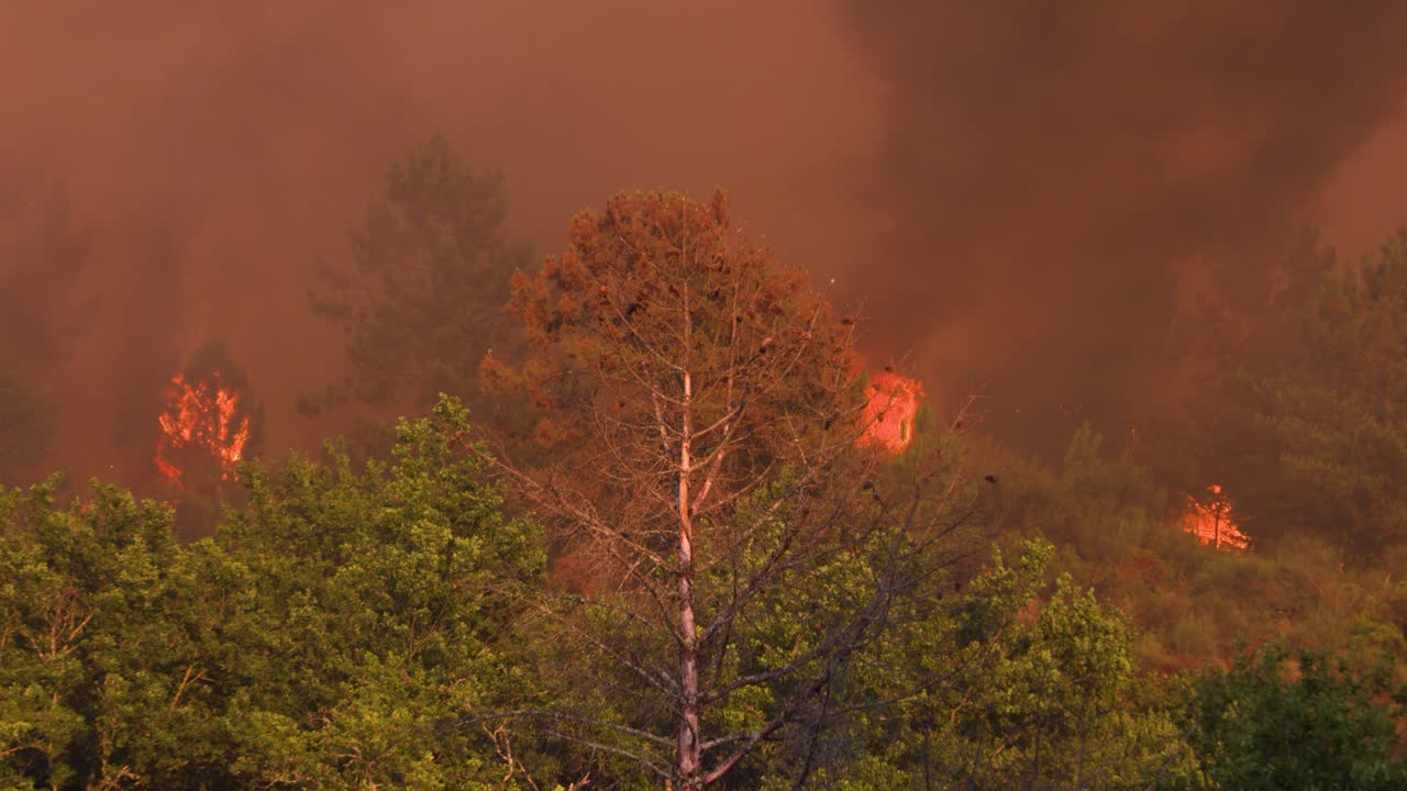 Flames shoot high above the trees in the Parada forest fire that is out of control