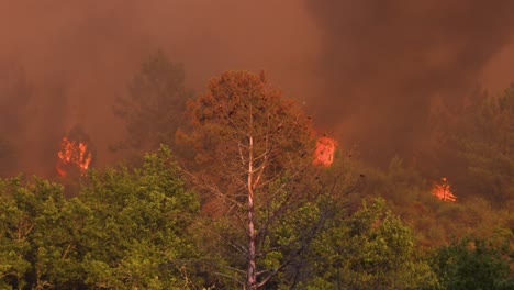 flames shoot high above the trees in the parada forest fire that is out of control