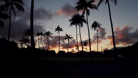 dramatic aerial shot of palm trees during sunset, sunrise, drone flying through the trunks