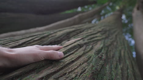 Hand-touching-tree-bark-with-loving-care