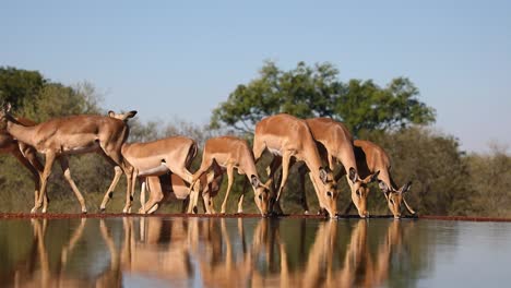 a low-angle wide shot of a herd of impalas drinking from a waterhole, greater kruger national park