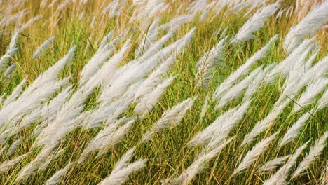 Hermosa-Flor-Blanca-De-Hierba-Kash-O-Kans-En-El-Viento