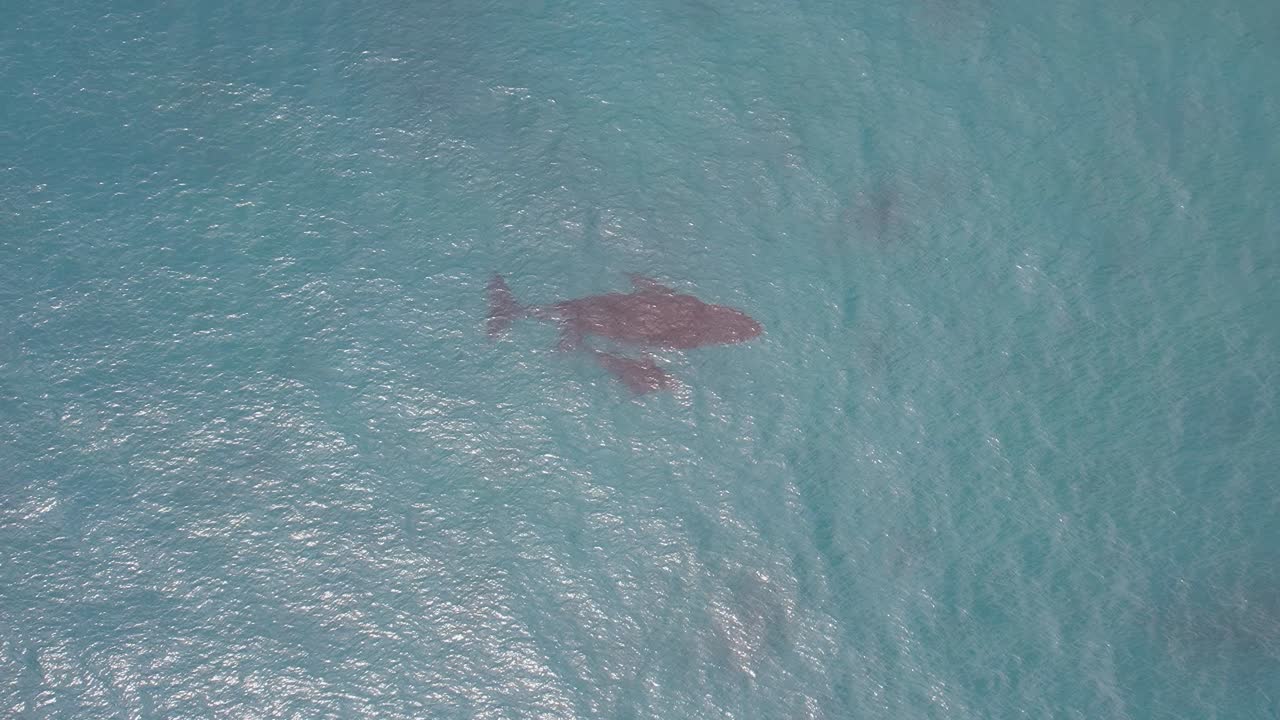Humpback Whale Mother and Calf Swimming together and breathing in the Ocean of Western Australia