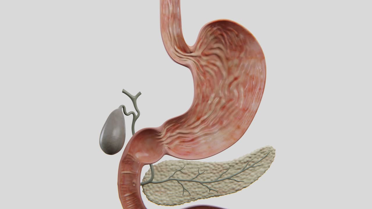 Detailed video of medical illustration depicting a gastroscopy procedure used to visually examine the stomach | Gastroscopy Video in 4K