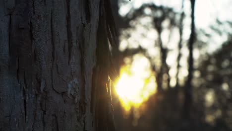 shagbark hickory tree at dusk