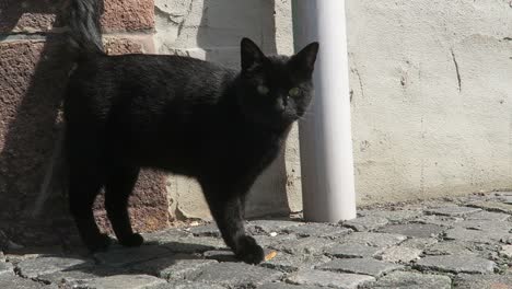 black cat walking on the streets of colditz, germany