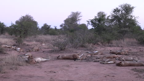 Wide-shot-of-a-large-pride-of-lions-sleeping-in-the-African-wild