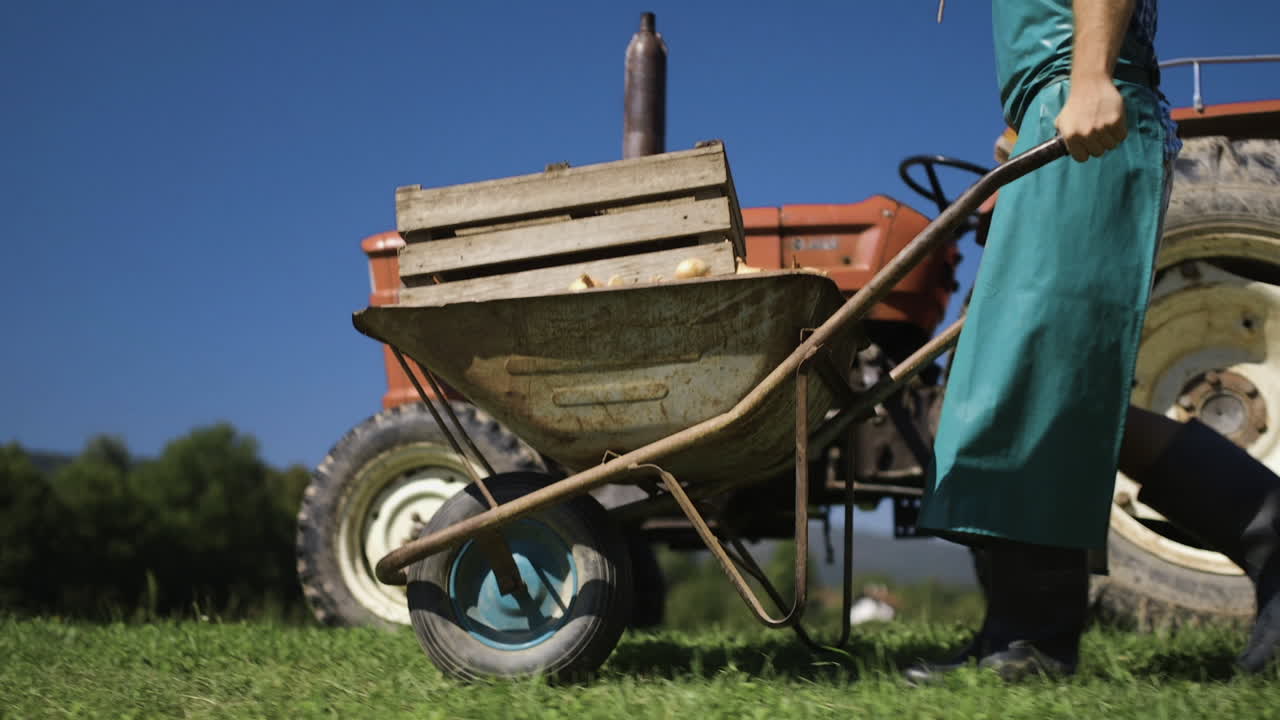 Farmer Harvesting Potatoes with Wheelbarrow and Tractor