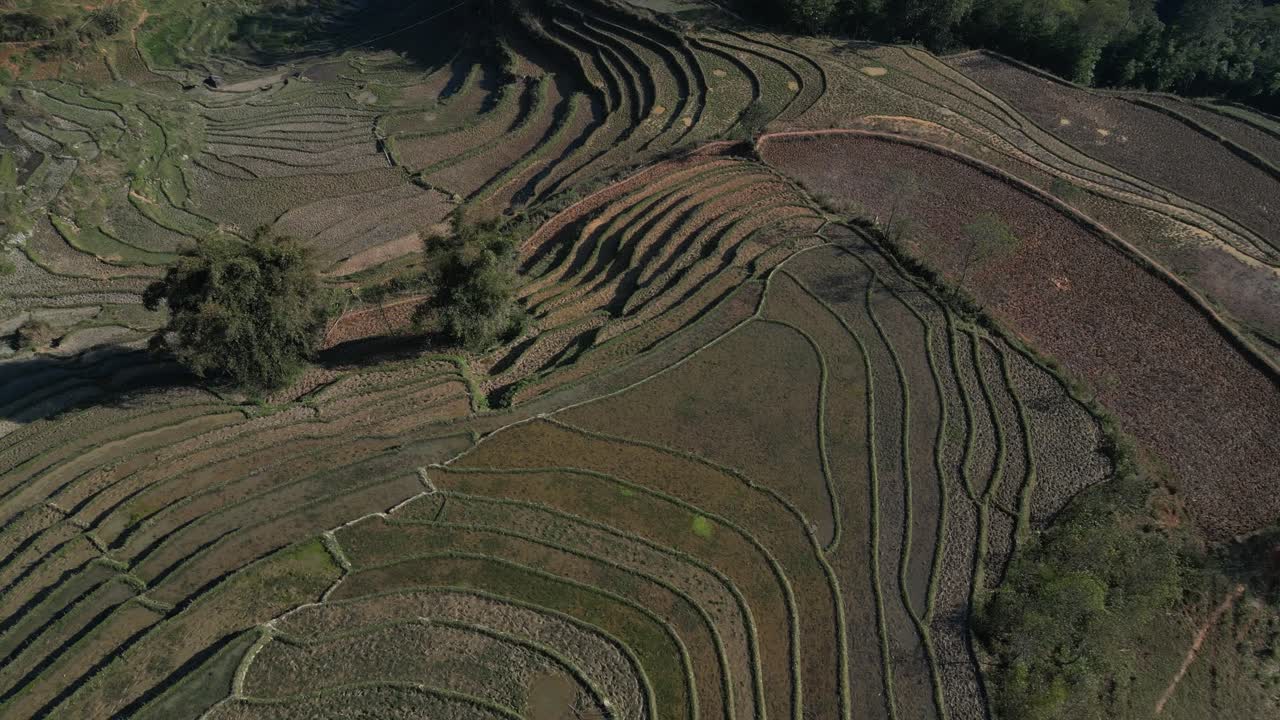 fotografía aérea de drones de terrazas de arroz de color verde brillante en las montañas de sapa, vietnam