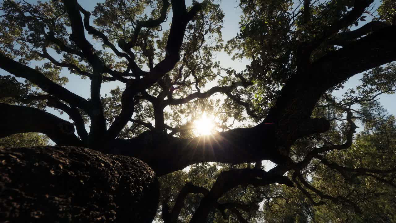 Vista grandangolare di una grande quercia mediterranea a Ibiza, mentre la telecamera si allontana rivelando la luce del sole che filtra tra i rami e il tronco texturizzato.