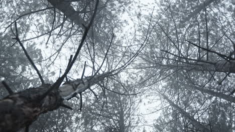 foggy forest view looking up at tall trees on a misty winter day