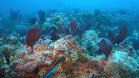 Eine-Ruhige-Und-Wunderschöne-Unterwasserlandschaft-Voller-Roter-Algen,-Die-Auf-Vulkangestein-Wachsen