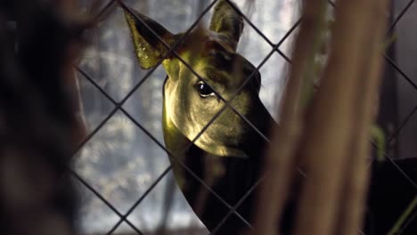 Close-up-of-beautiful-okapi-looking-at-Chester-Zoo,-UK,-is-an-artiodactyl-mammal-that-is-endemic