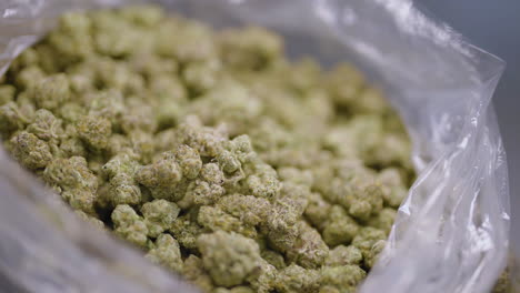 Close-up-of-Plastic-bag-full-of-Marijuana-buds,-Circling-shot,-legalization-drugs-concept