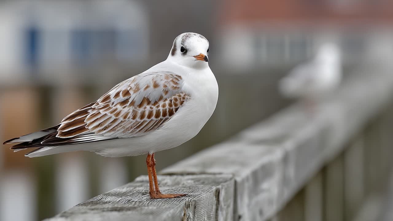 A Captivating Moment Emphasizing the Beauty of a Majestic Seagull Perched Gracefully on a Weathered Wooden Railing with a Soft Background Blur