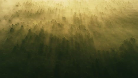 misty forest sunrise