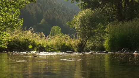 peaceful mountain river water during evening golden hour surrounded by green trees and plants in slow motion 4k