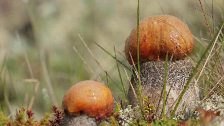 Beautiful boletus edulis mushroom in arctic tundra moss. White mushroom in Beautiful Nature Norway natural landscape. Mushrooms season.