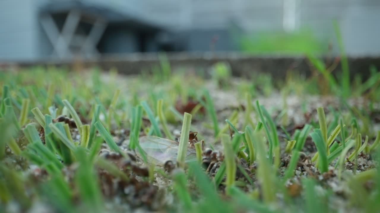 Cluster of black ants crawling over clustered plant buds in natural outdoor environment