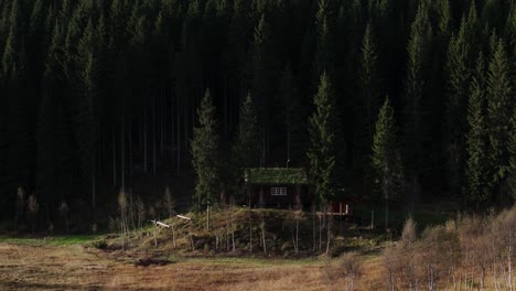 cottage isolated near mountain forest with dense spruce trees