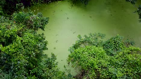 Aerial-view-of-deep-green-forest-or-jungle-at-rainy-season