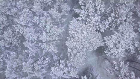 雪覆蓋的樹木, 輕微的降雪, 北歐森林松樹森林, 波羅的海海岸, 廣<unk>的無人機拍攝向前移動