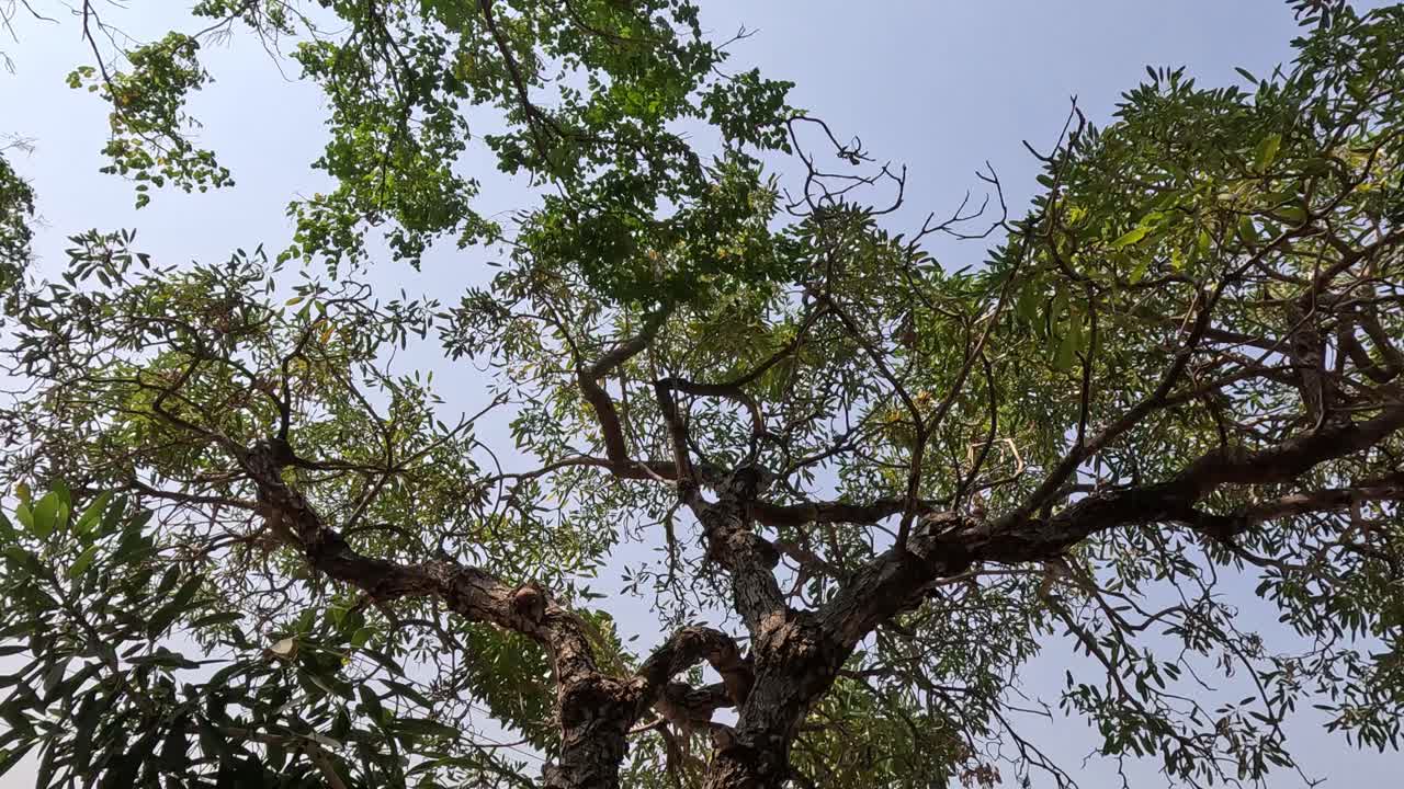 시간이 지남에 따라 나무 잎자루의 진행