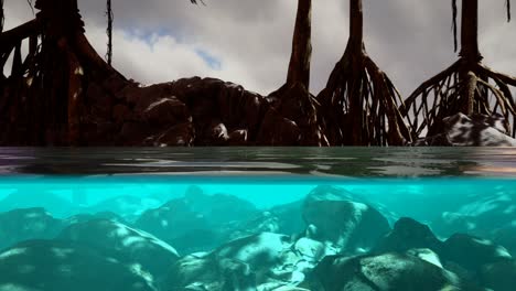 au-dessus et sous la surface de la mer près des mangroves