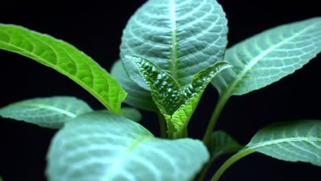 a close-up view of lush green leaves showcasing the intricate texture and vibrant color of a thriving plant in a dark background