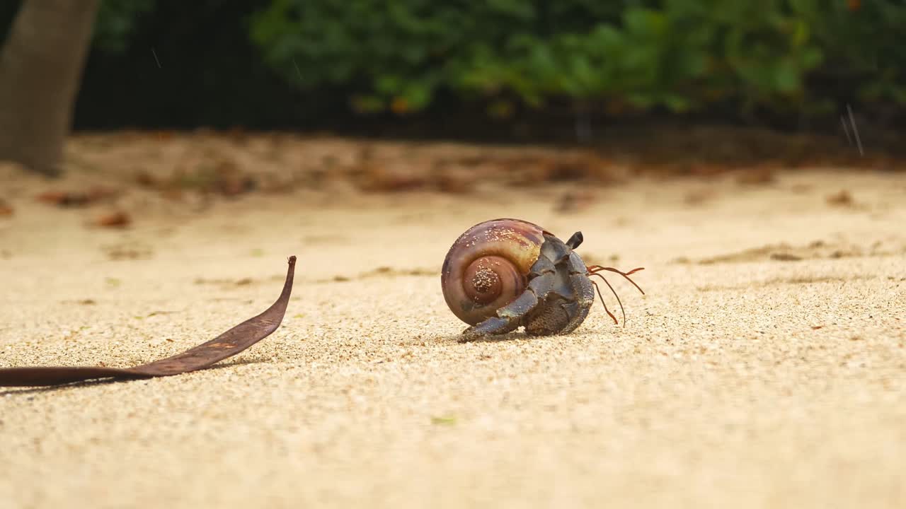 Cangrejo ermitaño en la playa