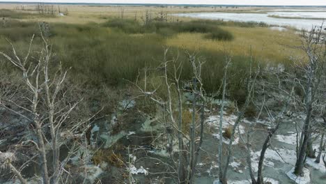 Aerial-establishing-view-of-empty-Great-Cormorant-,-sunny-winter-day,-dead-trees,-Barta-river,-drone-dolly-shot-moving-right