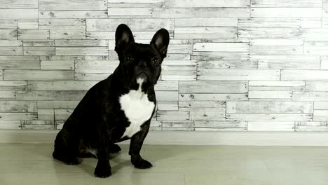 animal dog breed french bulldog sitting