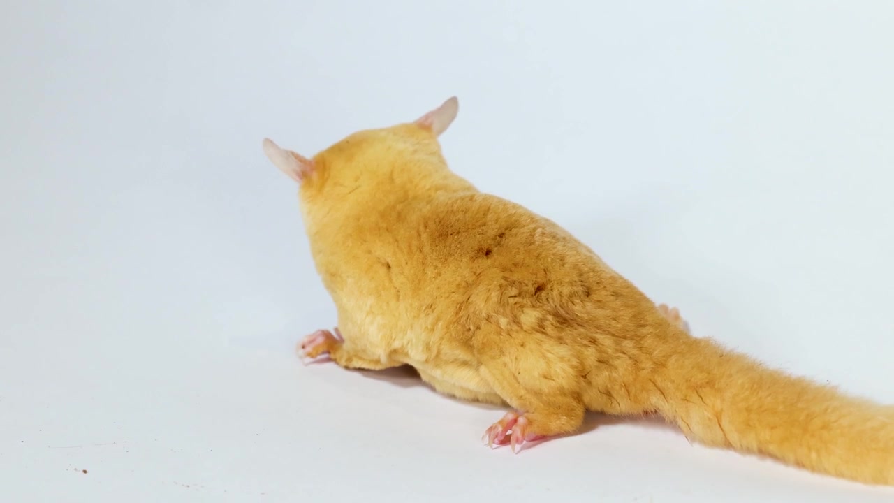 Um sugar glider leucístico come um tenébrio em um fundo branco com iluminação de estúdio
